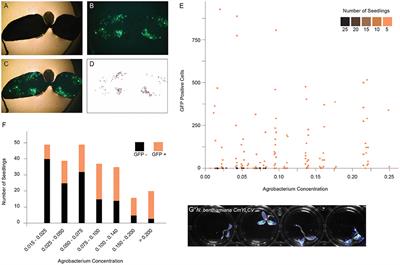 Fast-TrACC: A Rapid Method for Delivering and Testing Gene Editing Reagents in Somatic Plant Cells